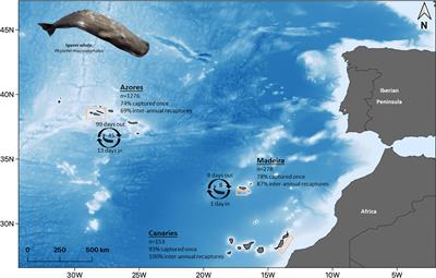 Unraveling site fidelity and residency patterns of sperm whales in the insular oceanic waters of Macaronesia